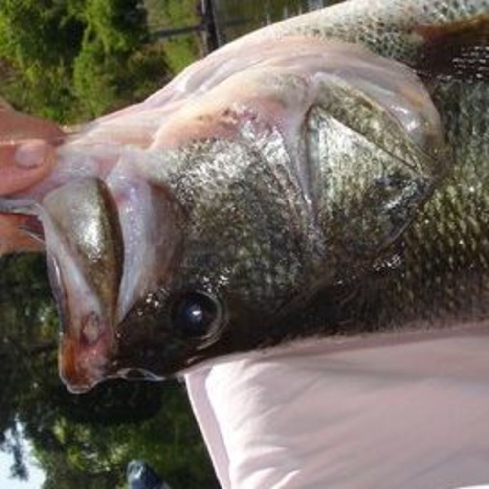 Meet your Posher, Jack